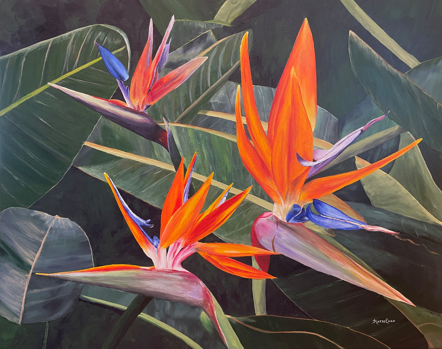 Birds of Paradise
