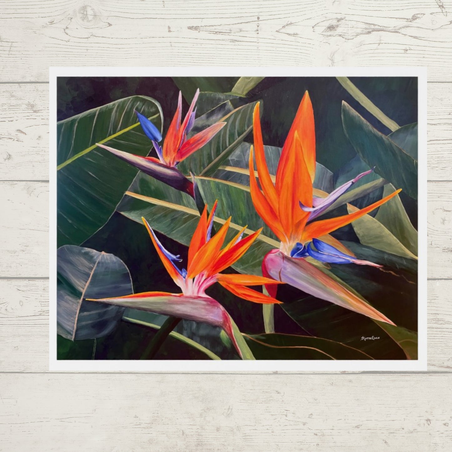 Birds of Paradise