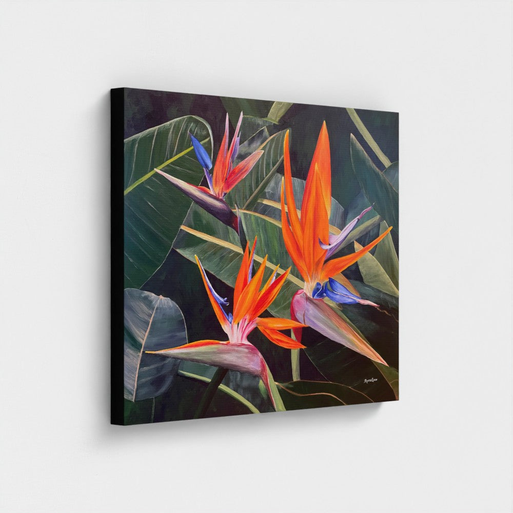 Birds of Paradise